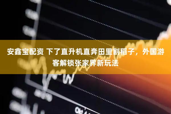 安鑫宝配资 下了直升机直奔田里割稻子，外国游客解锁张家界新玩法
